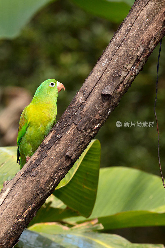 橙色长尾小鹦鹉(Brotogeris jugularis)或托维长尾小鹦鹉坐在树枝上，哥斯达黎加